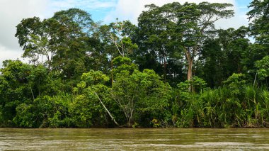 Napo Nehri, Tropikal Yağmur Ormanları, Değişik Yapraklar, Napo Nehri Havzası, Amazonya, Ekvador, Amerika