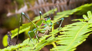 Grasshoper, Sekonyer River, Tanjung Puting National Park, Kalimantan, Borneo, Indonesia clipart