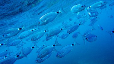 Sadled Seabream, Saddled Bream, Oblade, Oblada melanura, Cabo Cope-Puntas del Calnegre Doğal Parkı, Akdeniz Bölgesi, Murcia Bölgesi, İspanya, Avrupa