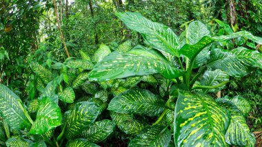 Variegated Foliage,Tropical Rainforest, Marino Ballena National Park, Uvita de Osa, Puntarenas, Costa Rica, Central America clipart