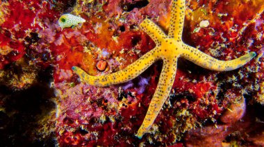 Multi Pore Sea Star, Linckia multifora, Denizyıldızı, resif inşa eden mercanlar, mercan resifi, güney erkek mercan adası, Maldivler, Hint Okyanusu, Asya