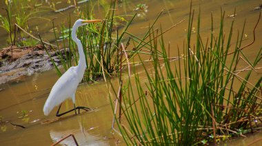Great White Heron, Great Egret, Ardea Alba, Wilpattu Ulusal Parkı, Sri Lanka, Asya