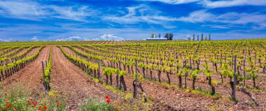 Valdepenas Vineyards, Ciudad Real, Valdepenas Denominacion de Origen, Castilla La Mancha, İspanya, Avrupa