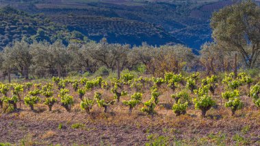 Vineyard Çiftliği, Arribes del Duero Doğal Parkı, SPA, SAC, Biyosfer Rezervi, Salamanca, Kastilya ve Leon, İspanya, Avrupa