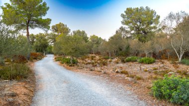 Finca Publica de Son Real, Natura 2000, Peninsula de Llevant Natural Park, Mallorca, Balearic Adaları, İspanya, Avrupa