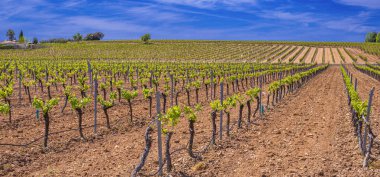 Valdepenas Vineyards, Ciudad Real, Valdepenas Denominacion de Origen, Castilla La Mancha, İspanya, Avrupa