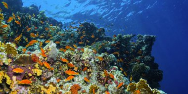 Su altı manzarası, resif inşa eden mercanlar, mercan resifi, Kızıl Deniz, Mısır, Afrika