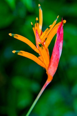 Parrot's Beak, Parakeet Flower, Heliconia, Heliconia psittacorum, Tropical Rainforest, Marino Ballena National Park, Uvita de Osa, Puntarenas, Costa Rica, Central America clipart