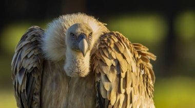 Avrasya Griffon Akbabası, Gyps fulvus, Tarım Tarlaları, Kastilya ve Leon, İspanya, Avrupa