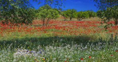 Gelincik Yeşil Yaban Çiçeği Doğa Tasarımı