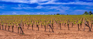Valdepenas Vineyards, Ciudad Real, Valdepenas Denominacion de Origen, Castilla La Mancha, İspanya, Avrupa