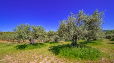 Zeytin Ağaçları Çiftliği, Olea Avrupai Bölgesi, Arribes del Duero Doğal Parkı, SPA, SAC, Biyosfer Rezervi, Salamanca, Kastilya ve Leon, İspanya, Avrupa
