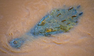 Amerikan Timsahı, Timsah Acutus, Kosta Rika, Orta Amerika, Amerika