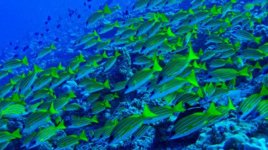 Mavi çizgili Snapper, Lutjanus Kasmira, Kuzey Ari Atoll, Maldivler, Hint Okyanusu, Asya