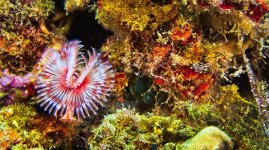 Tavuskuşu Solucanı, Serpula vermicularis, Cabo Cope-Puntas del Calnegre Doğal Parkı, Akdeniz, Murcia Bölgesi, İspanya, Avrupa