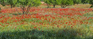 Poppy Green Wildflower Nature Background Design clipart