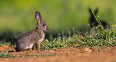 Avrupa Tavşanı, Oryctolagus Cuniculus, Akdeniz Ormanı, Castilla La Mancha, İspanya, Avrupa