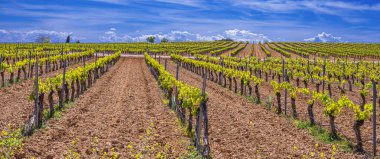 Valdepenas Vineyards, Ciudad Real, Valdepenas Denominacion de Origen, Castilla La Mancha, İspanya, Avrupa