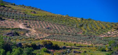 Olives Trees Plantation, Olea europea, Arribes del Duero Natural Park, SPA, SAC, Biosphere Reserve, Salamanca, Castile and Leon, Spain, Europe clipart