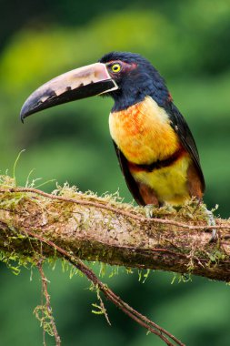 Yakalı Aracari Toucan, Pteroglossus torquatus, Tropikal Yağmur Ormanları, Boca Tapada, Alajuela Eyaleti, Kosta Rika, Amerika