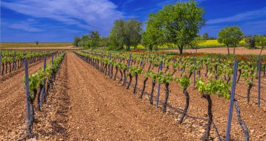 Valdepenas Vineyards, Ciudad Real, Valdepenas Denominacion de Origen, Castilla La Mancha, İspanya, Avrupa