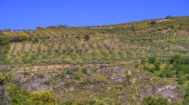 Zeytin Ağaçları Çiftliği, Olea Avrupai Bölgesi, Arribes del Duero Doğal Parkı, SPA, SAC, Biyosfer Rezervi, Salamanca, Castilla y Leon, İspanya, Avrupa