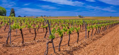 Valdepenas Vineyards, Ciudad Real, Valdepenas Denominacion de Origen, Castilla La Mancha, İspanya, Avrupa