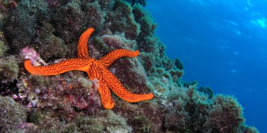 Kızıl Denizyıldızı, Echinaster sepositus, Cabo Cope-Puntas del Calnegre Doğal Parkı, Akdeniz, Murcia, İspanya, Avrupa