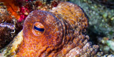 Ortak Octopus, Octopus vulgaris, Cabo Cope-Puntas del Calnegre Doğal Parkı, Akdeniz, Murcia, İspanya, Avrupa