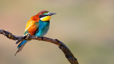 Arı yiyici, merops apiaster, Akdeniz Ormanı, Castilla y Leon, İspanya, Avrupa