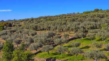 Zeytin Ağaçları Çiftliği, Olea Avrupai Bölgesi, Arribes del Duero Doğal Parkı, SPA, SAC, Biyosfer Rezervi, Salamanca, Castilla y Leon, İspanya, Avrupa