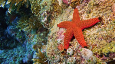 Denizyıldızı, Mercan Kayalıkları, Güney Erkek Mercan Adaları, Maldivler, Hint Okyanusu, Asya