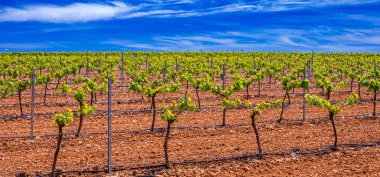 Valdepenas Vineyards, Ciudad Real, Valdepenas Denominacion de Origen, Castilla La Mancha, İspanya, Avrupa