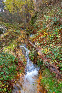 Stream Pine Forest, Scot Pine Forest, Sierra de Guadarrama Ulusal Parkı, Segovia, Kastilya ve Leon, İspanya, Avrupa