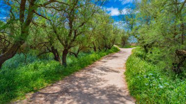 Tamarisk, Tamarix gallica, Tablas de Daimiel Ulusal Parkı, Daimiel, Ciudad Real, Castilla La Mancha, İspanya, Avrupa