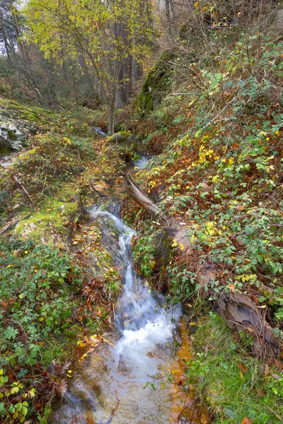 Stream Pine Forest, Scot Pine Forest, Sierra de Guadarrama Ulusal Parkı, Segovia, Kastilya ve Leon, İspanya, Avrupa