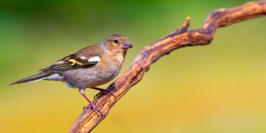 Chaffinch, Fringilla Coelebs, Akdeniz Ormanı, Castilla y Leon, İspanya, Avrupa