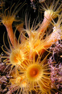 Sarı kabuklu Deniz Anemone, Parazoanthus axinellae, Cabo Cope Puntas del Canegre Doğal Parkı, Akdeniz, Murcia, İspanya, Avrupa