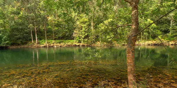 Fragas do Eume Doğal Parkı, Pontedeume, A Coruna, Galiçya, İspanya, Avrupa