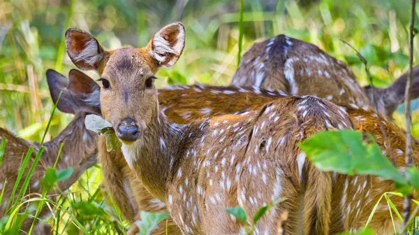 Görülen Geyik, Çita, Eksen, Eksen Geyiği, Kraliyet Bardia Ulusal Parkı, Bardiya Ulusal Parkı, Nepal, Asya