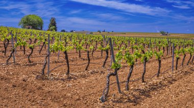 Valdepenas Vineyards, Ciudad Real, Valdepenas Denominacion de Origen, Castilla La Mancha, İspanya, Avrupa
