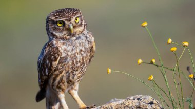 Küçük Baykuş, Athene noctua, Akdeniz Ormanı, Castilla y Leon, İspanya, Avrupa