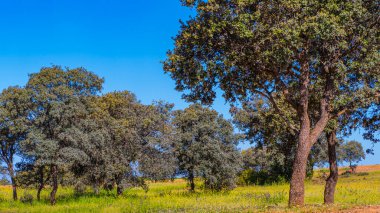 Akdeniz Ormanı, Castilla La Mancha, İspanya, Avrupa