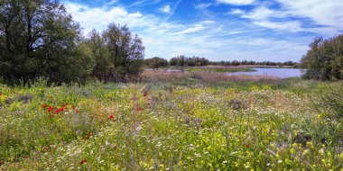 Tablolar Daimiel Ulusal Parkı, Daimiel, Ciudad Real, Castilla La Mancha, İspanya, Avrupa