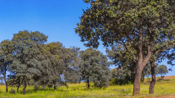 Akdeniz Ormanı, Castilla La Mancha, İspanya, Avrupa