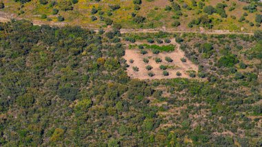 Zeytin Ağaçları Çiftliği, Olea Avrupai Bölgesi, Arribes del Duero Doğal Parkı, SPA, SAC, Biyosfer Rezervi, Salamanca, Castilla y Leon, İspanya, Avrupa