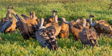 Avrasya Griffon Akbabası, Gyps fulvus, Tarım Tarlaları, Castilla y Leon, İspanya, Avrupa