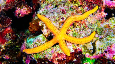 Multi Pore Sea Star, Linckia multifora, Denizyıldızı, Reef Building Corals, Coral Reef, South Ari Atoll, Maldivler, Hint Okyanusu, Asya