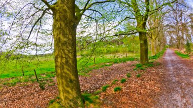 Strijbeekse Heide Nature Area, Noord-Brabant Province, Holland, Netherlands, Europe