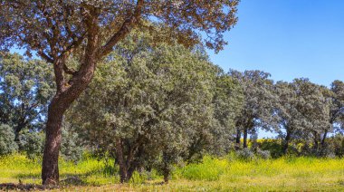 Akdeniz Ormanı, Castilla La Mancha, İspanya, Avrupa